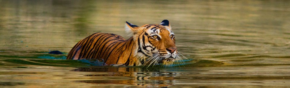 Ranthambore National Park, Travel Ranthambore National Park and ...