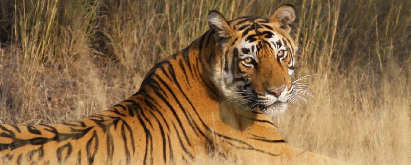 Wildlife tour of Rajasthan, Ranthambore Forest Tour, Wildlife Safari in ...