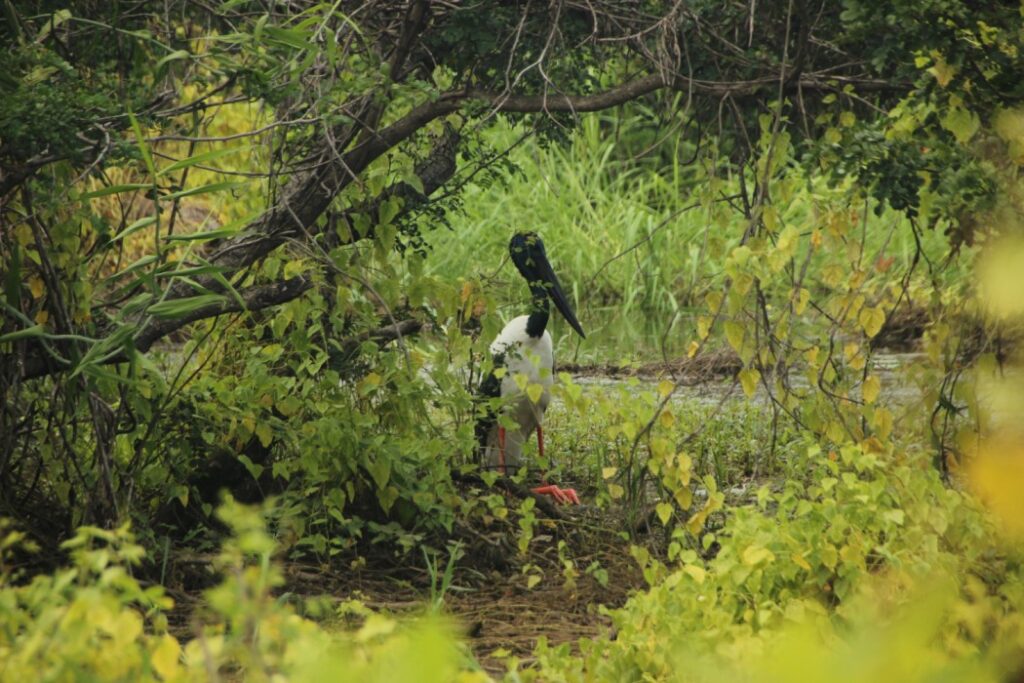 Bharatpur Bird Sanctuary