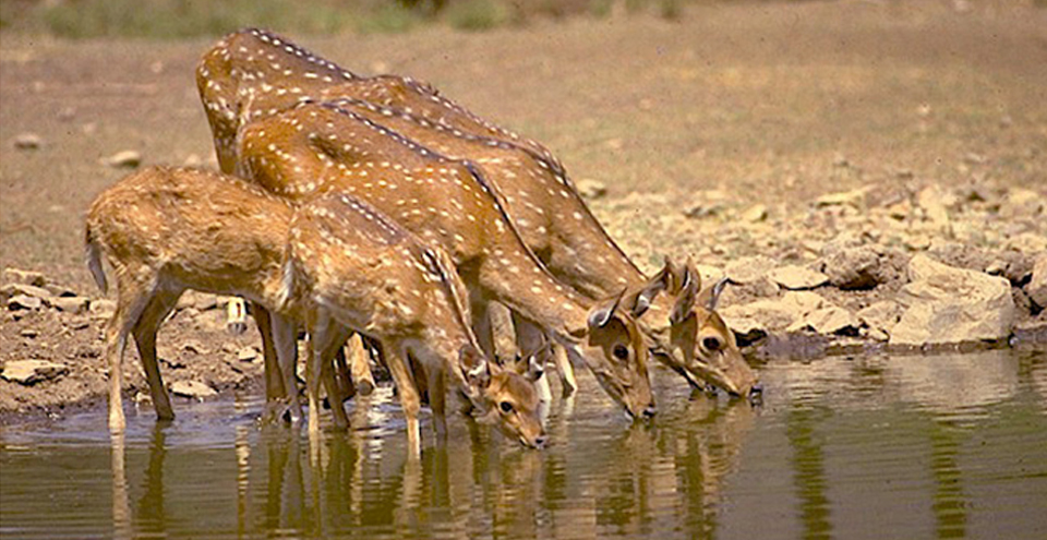 Wildlife Tour of Rajasthan