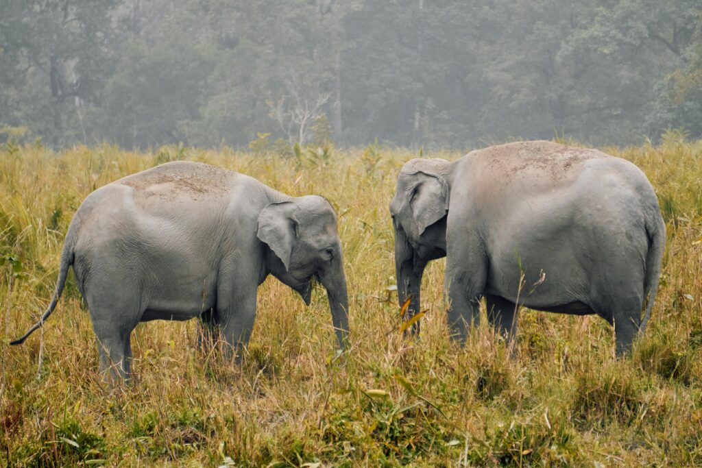Guwahati, Kaziranga and Shillong Tour