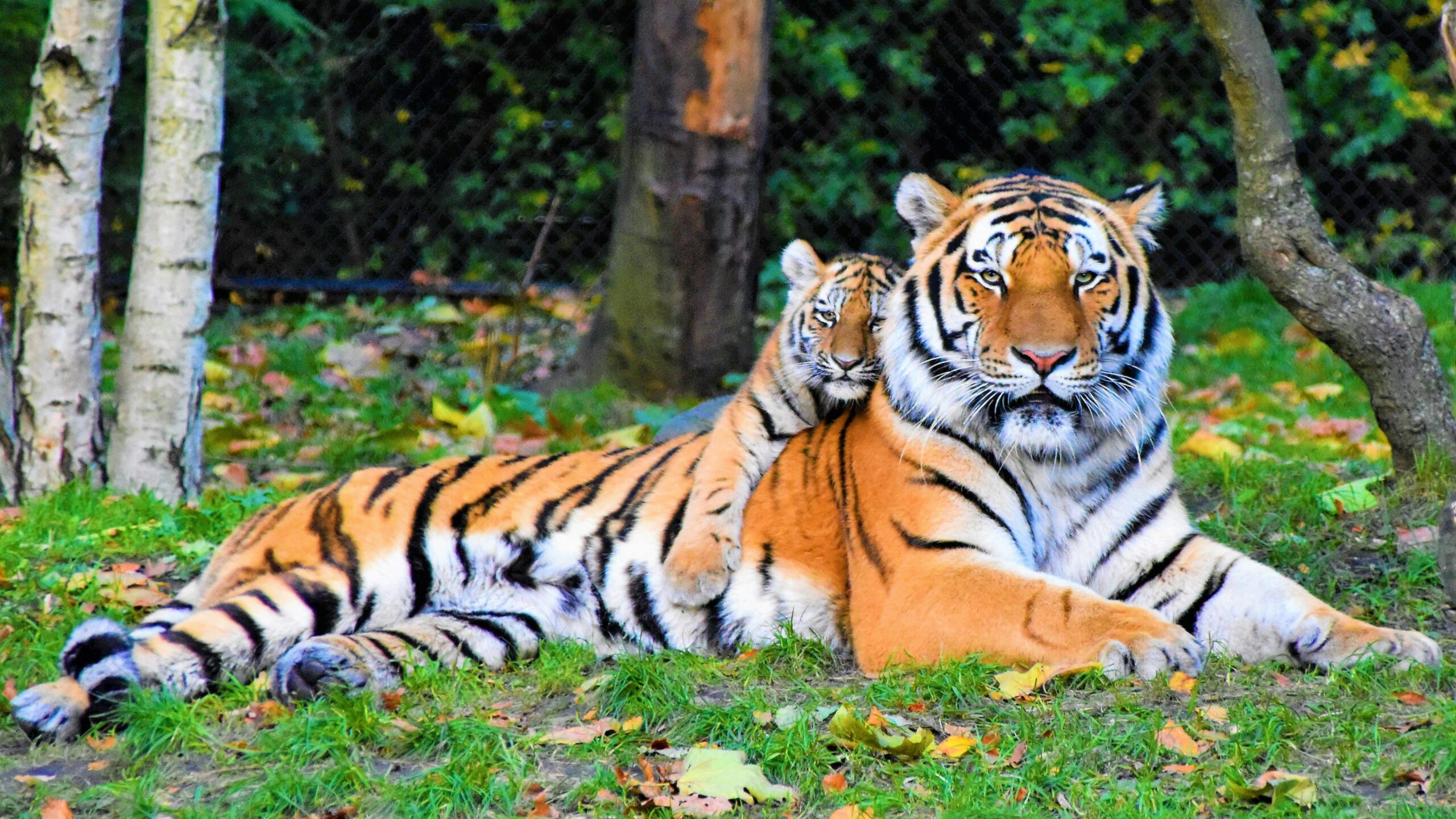 Tiger Show