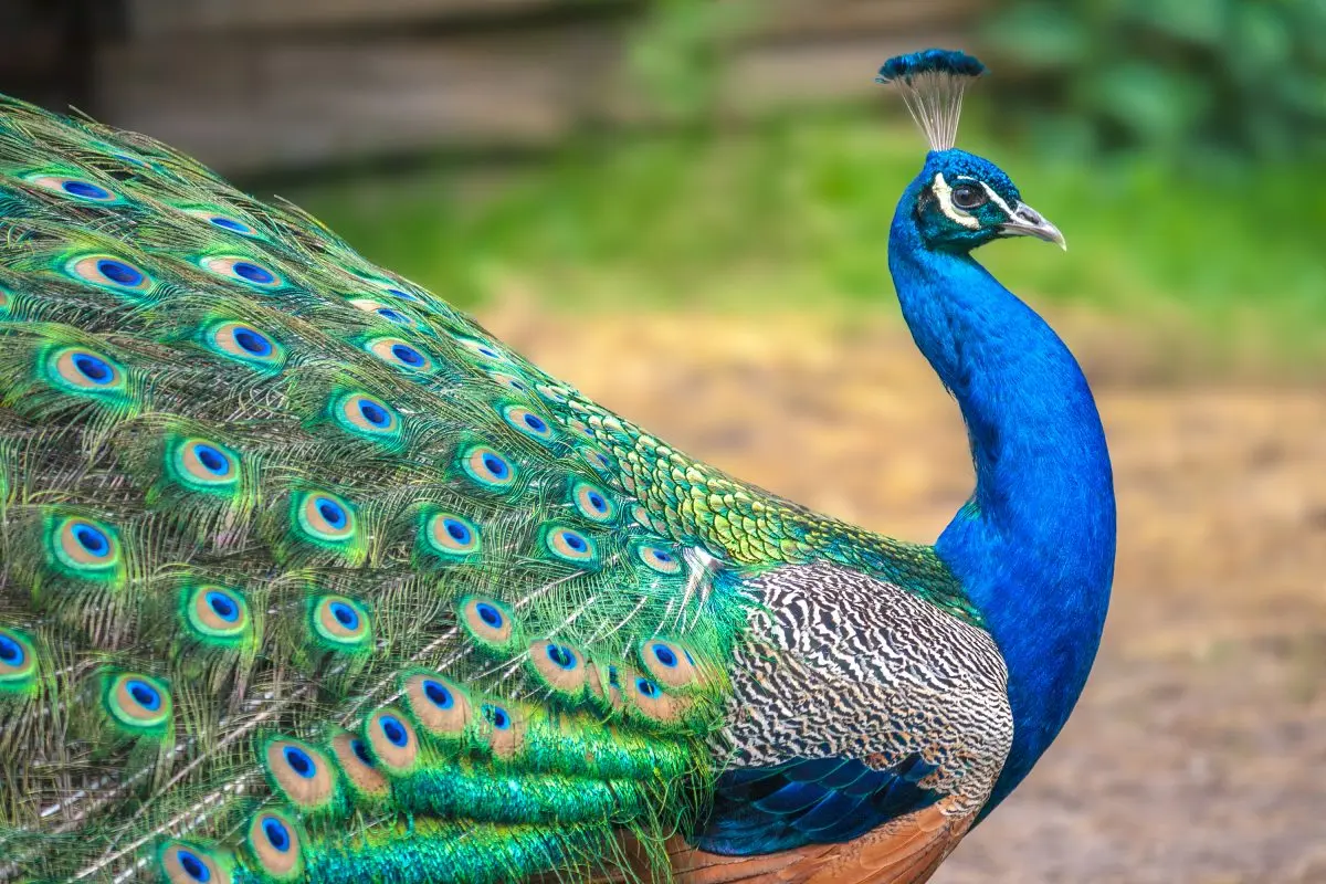 Rajasthan Wildlife Tour
